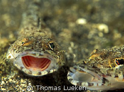 another double - but fighting , Lembeh, F100 by Thomas Lueken 